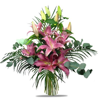 Fialová Lady Fialová Lady