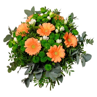 Mini gerbery a santini Mini gerbery a santini